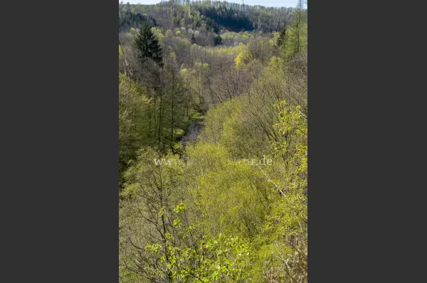 Fokus-Natur Bild