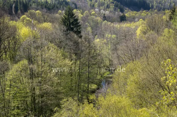 Fokus-Natur Bild