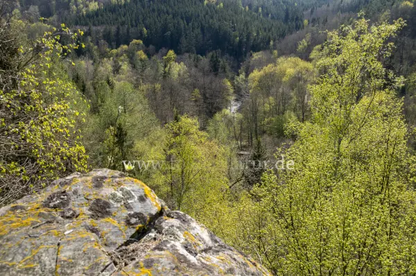 Fokus-Natur Bild