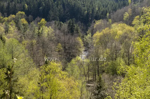 Fokus-Natur Bild