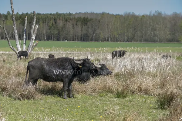 Fokus-Natur Bild