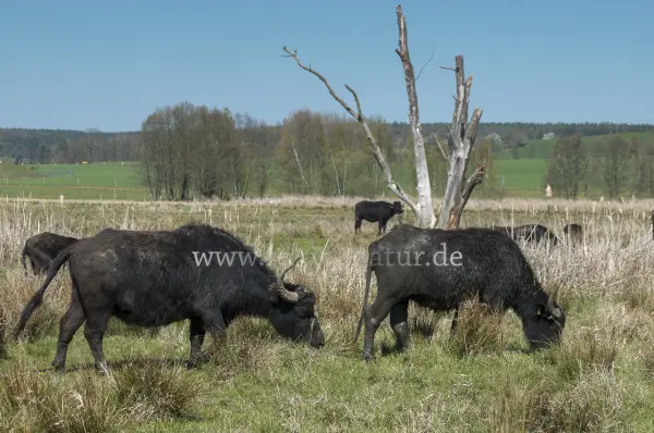 Fokus-Natur Bild
