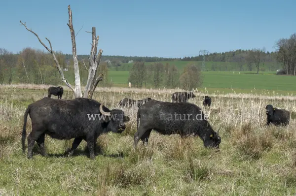 Fokus-Natur Bild