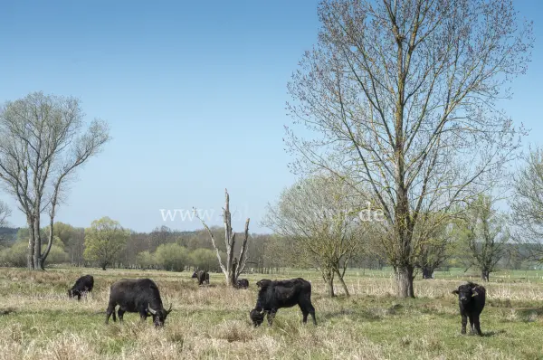 Fokus-Natur Bild