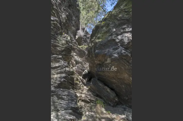 Fokus-Natur Bild