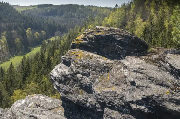 Fokus-Natur Bild