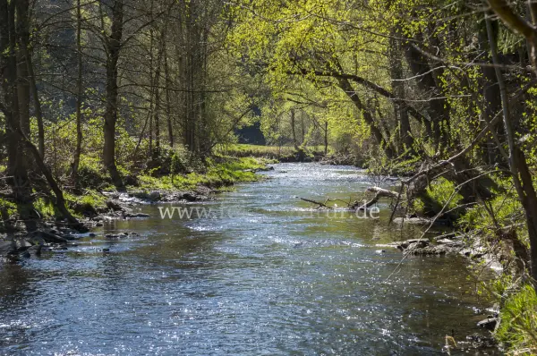 Fokus-Natur Bild