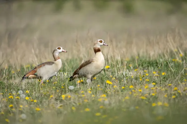 Fokus-Natur Bild