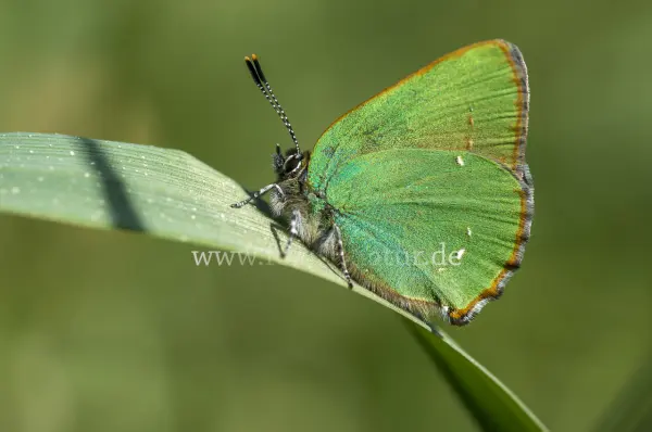 Fokus-Natur Bild
