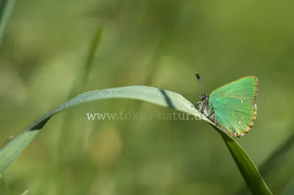 Fokus-Natur Bild