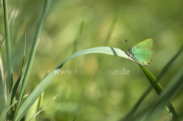 Fokus-Natur Bild