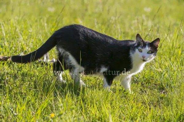 Fokus-Natur Bild