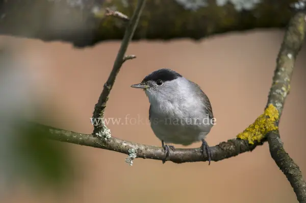 Fokus-Natur Bild