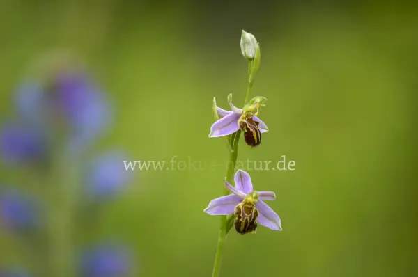 Fokus-Natur Bild