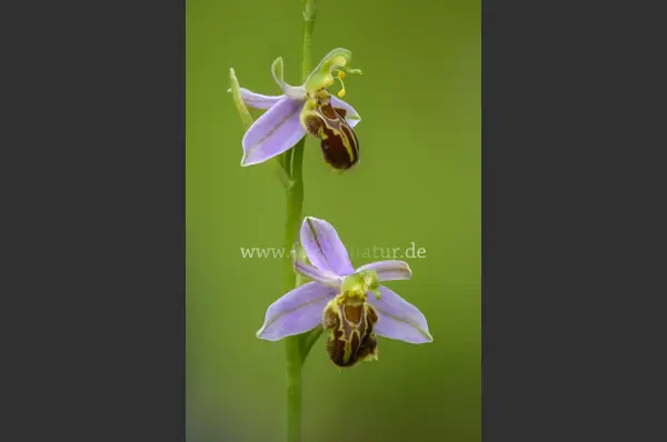 Fokus-Natur Bild