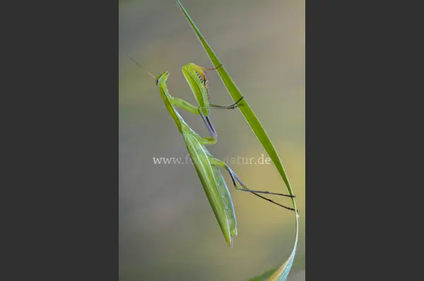 Fokus-Natur Bild