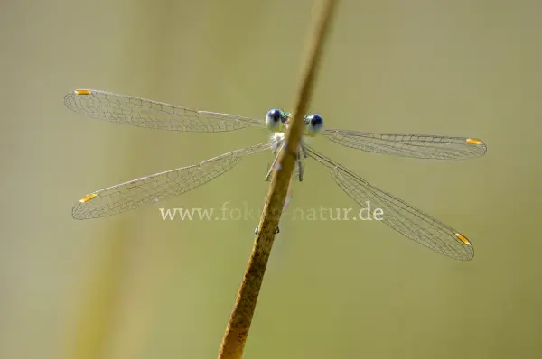 Fokus-Natur Bild