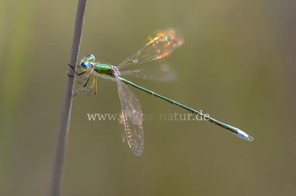 Fokus-Natur Bild
