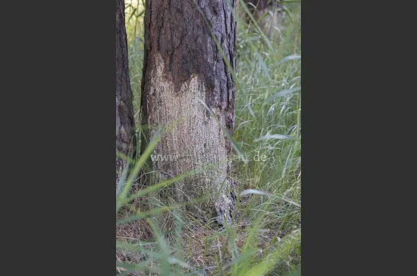 Fokus-Natur Bild