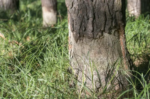 Fokus-Natur Bild