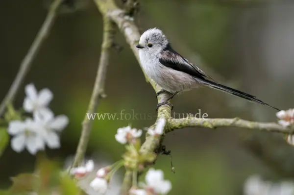 Fokus-Natur Bild