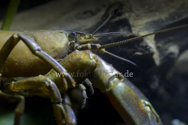 Fokus-Natur Bild