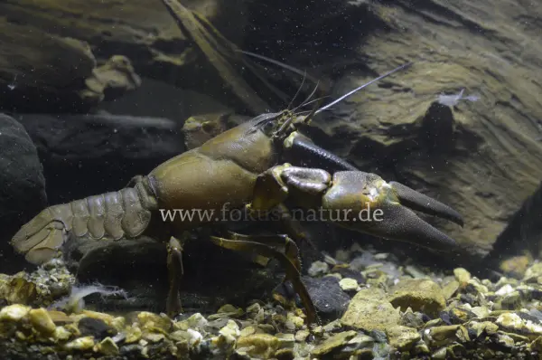 Fokus-Natur Bild