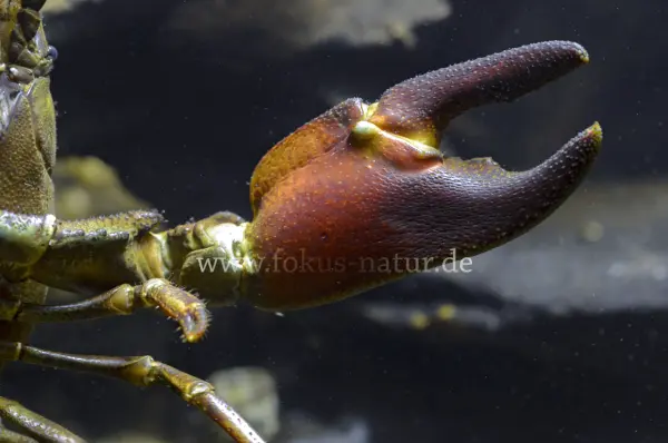 Fokus-Natur Bild