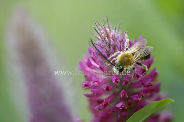 Fokus-Natur Bild