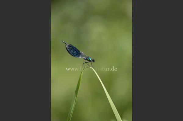 Fokus-Natur Bild