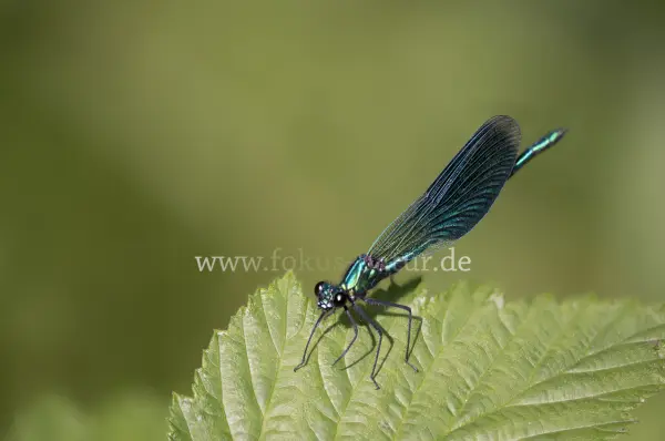 Fokus-Natur Bild