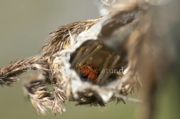 Fokus-Natur Bild