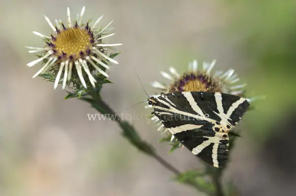 Fokus-Natur Bild