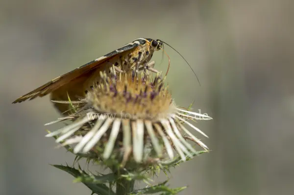 Fokus-Natur Bild