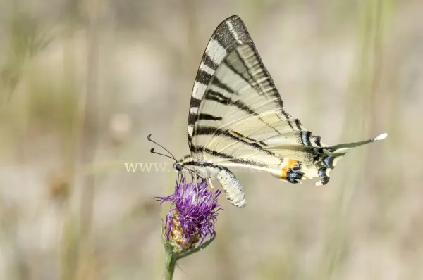 Fokus-Natur Bild