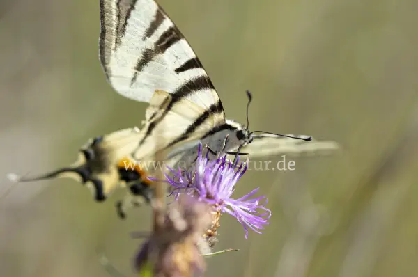 Fokus-Natur Bild