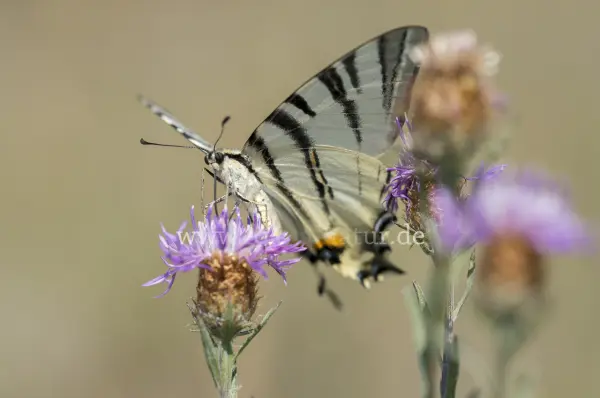 Fokus-Natur Bild