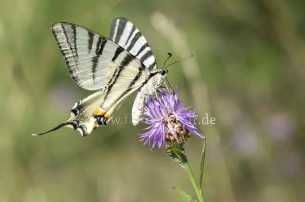 Fokus-Natur Bild
