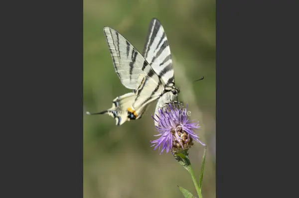 Fokus-Natur Bild