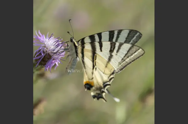Fokus-Natur Bild