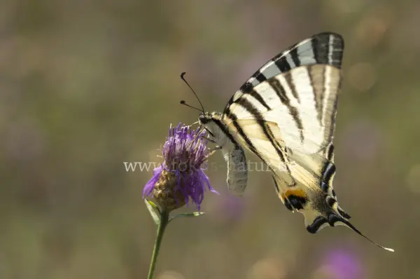 Fokus-Natur Bild