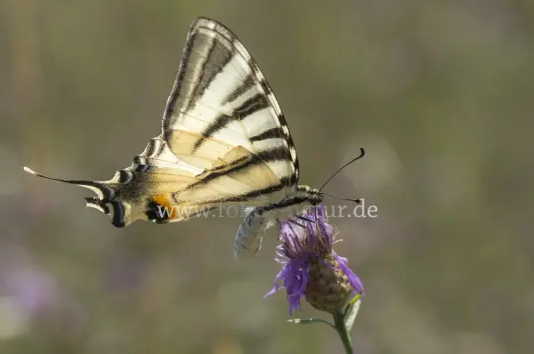 Fokus-Natur Bild