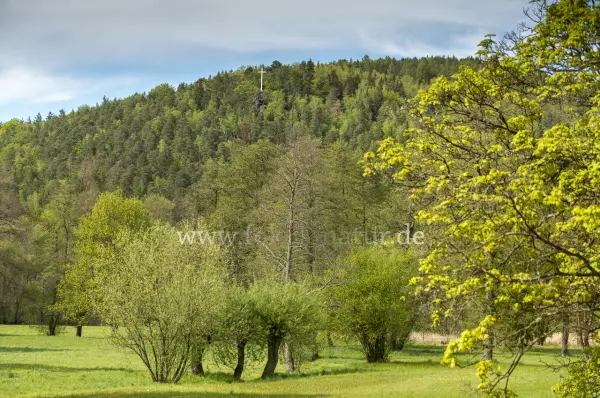 Fokus-Natur Bild