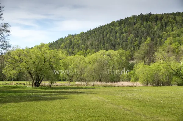 Fokus-Natur Bild