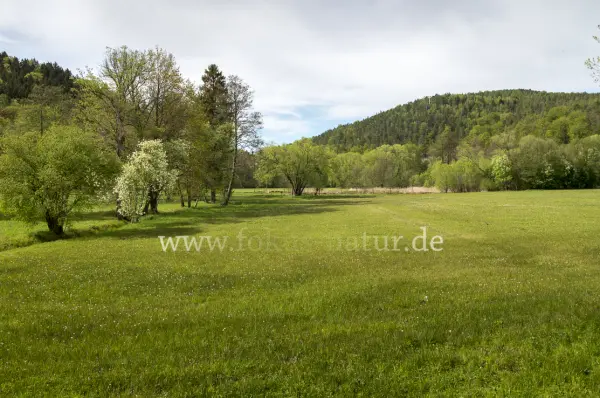 Fokus-Natur Bild