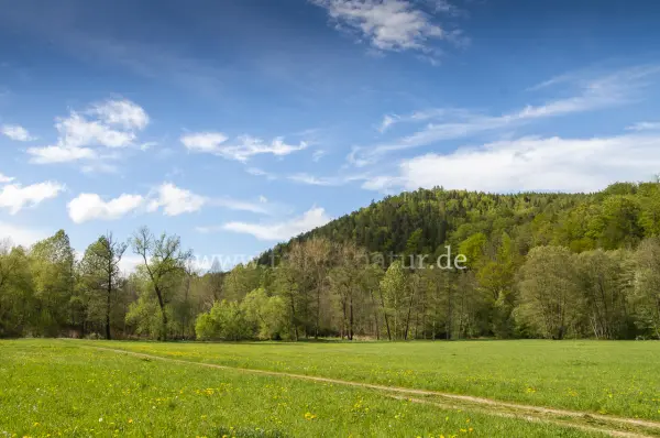 Fokus-Natur Bild
