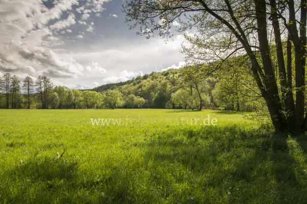 Fokus-Natur Bild