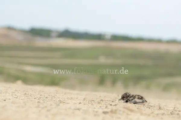 Fokus-Natur Bild