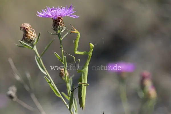 Fokus-Natur Bild