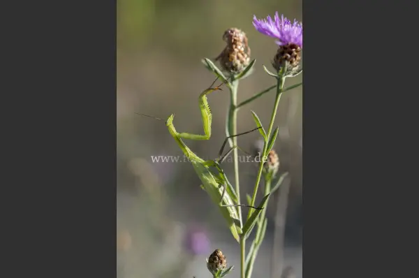 Fokus-Natur Bild